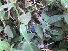 Coccocypselum lanceolatum