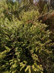 Asparagus rubicundus