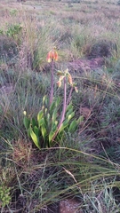 Cyrtanthus obliquus