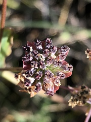Bupleurum americanum