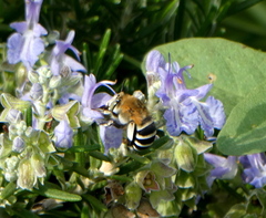 Amegilla quadrifasciata