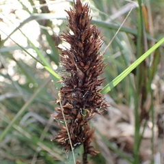 Gahnia aspera