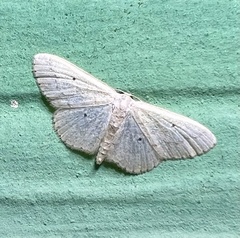 Scopula hypochra