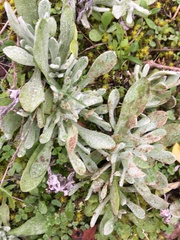 Helichrysum arenarium