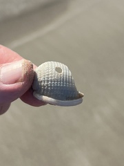 Semicassis granulata