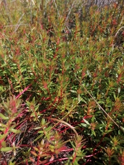 Laurembergia repens