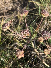 Bupleurum americanum