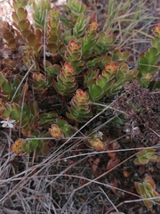Crassula undulata