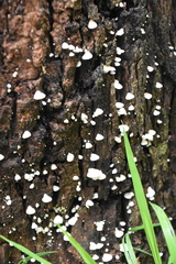 Panellus luxfilamentus