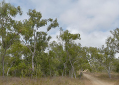 Eucalyptus camaldulensis × tereticornis