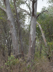 Eucalyptus camaldulensis × tereticornis