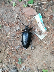 Cerambycidae