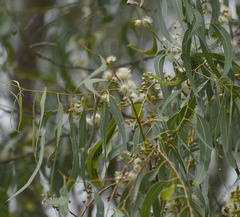 Eucalyptus camaldulensis × tereticornis