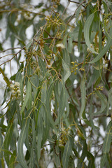Eucalyptus camaldulensis × tereticornis
