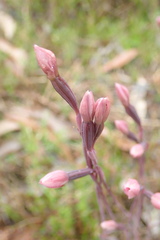 Thelymitra