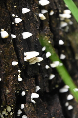 Panellus luxfilamentus