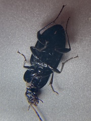 Poecilus chalcites