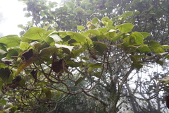 Dombeya