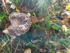 Leccinum scabrum