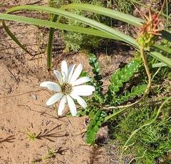 Gerbera linnaei