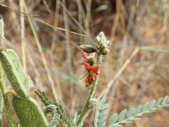 Pomaria burchellii burchellii