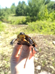 Emydoidea blandingii