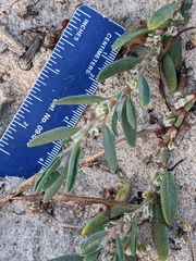 Polygonum glaucum