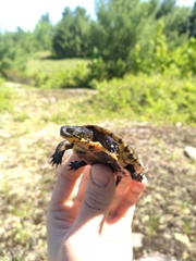 Emydoidea blandingii