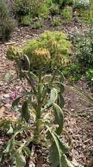 Cynara cardunculus