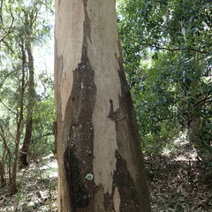 Eucalyptus punctata
