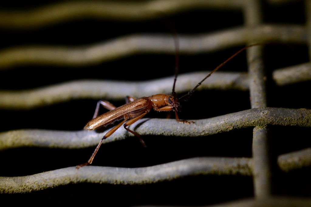 Ophryops dispar