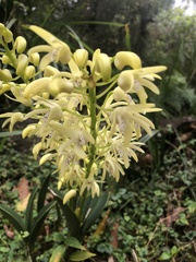 Dendrobium speciosum