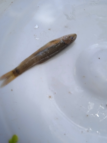 Dembea garra (Garra dembeensis) — Cyprinidae — 5