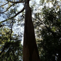Eucalyptus punctata