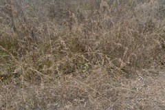 Themeda quadrivalvis