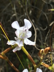 Disa sagittalis