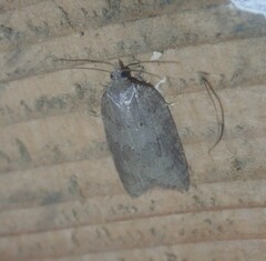 Acleris sparsana