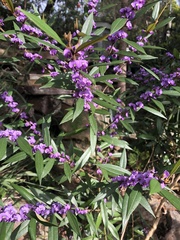 Dendrobium speciosum