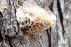 Hexagonia vesparia