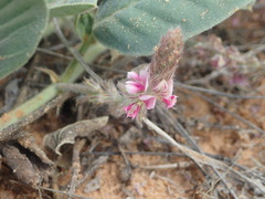 Requienia sphaerosperma