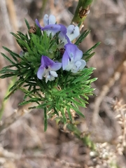 Psoralea pinnata