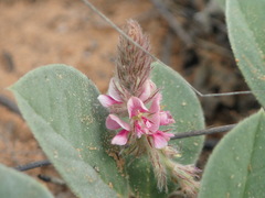 Requienia sphaerosperma