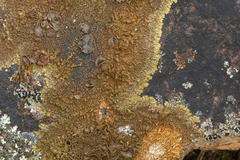 Xanthoparmelia pulla