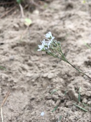Gypsophila fastigiata