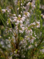 Erica margaritacea