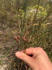 Carex clavata