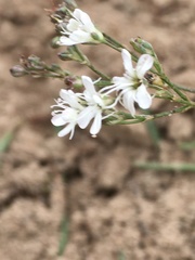 Gypsophila fastigiata