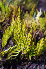 Selaginella uliginosa