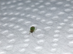 Cyrtorhinus