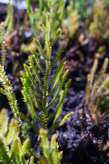 Selaginella uliginosa